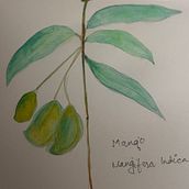 Watercolor Mango Ein Projekt aus dem Bereich Bildende Künste, Zeichnung, Traditionelle Illustration, Malerei, Aquarellmalerei und Botanische Illustration von Sucheta Biswas - 09.04.2026