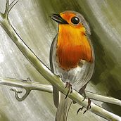Esercizio Pettirosso. Ilustração botânica, Desenho, Artes plásticas, Ilustração tradicional, Ilustração naturalista, Pintura, e Pintura em aquarela projeto de Paola Gaviraghi - 15.04.2026