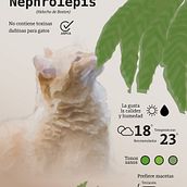 Gatos y plantas . Desain Grafis, Desain Informasi, Infografis, Dan Desain Poster proyek oleh kvr_things - 04.25.2026