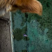 Paseando a Nina Ein Projekt aus dem Bereich Digitalfotografie, Lifest, le-Fotografie, Außenfotografie, Fotografie, Porträtfotografie und Fotografisches Selbstporträt von alj_deanda - 28.04.2026