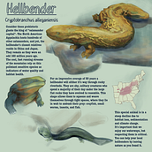 Hellbender Infographic. Desenho realista, Ilustração tradicional, Ilustração digital e Ilustração naturalista projeto de gracemader411 - 11.05.2026
