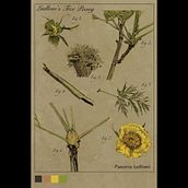 Botanical Illustration of Paeonia ludlowii with David Morales Ein Projekt aus dem Bereich Digitales Design, Botanische Illustration und Illustration mit Tinte von sjwsarahjane - 30.05.2026