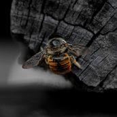 Bee. Un proyecto de Fotografía y Post-producción fotográfica		 de carlosvega_electri - 02.06.2026