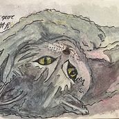 An story of my four blue buggies 🦜to whom wild cat visits 🏡. Een project van Beeldende kunst, Schilderij, Tekening, Aquarelschilderen, Architecturale illustratie y Naturalistische illustratie van Ms. Yoko Wakabayashi - 03.06.2026