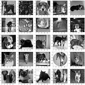 Modificación gatos_vs_perros 2026 . % manuelja tarafından hazırlanan Programlama, Web Geliştirme, Yapay Zeka, Ve Yapay Zeka Programlama projesi - 06.29.2026