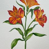 Botanical Watercolor: Alstroemeria Aurea. Un projet de Illustration traditionnelle, Beaux Arts, Peinture, Dessin, Aquarelle et Illustration botanique de AYSEGUL AKKOPRU ZORLU - 30.07.2026