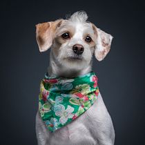 Cosmo the Creole
