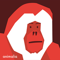 Mandril geométrico en plano rojo