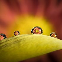 Gotas con flores en reflejo