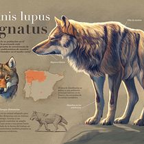 Lobo ibérico ilustración naturalista en Procreate