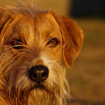 Mi Proyecto del curso: Introducción a la fotografía digital. Un dia de perros