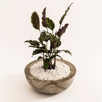 Maceta de concreto con planta calatea