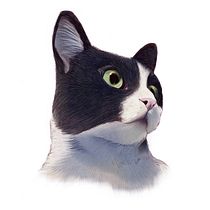Tuxedo naturalista en Procreate