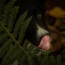 Mi Proyecto del curso: Fotografía lifestyle de perros