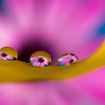 Mi Proyecto del curso: Introducción a la fotografía macro