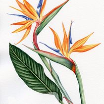 Mi Proyecto del curso: Acuarela botánica: ilustra la anatomía de las flores