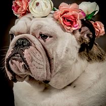 My course project: Introduction to Dog Photography. Thank you for this wonderful course, which allowed me to learn more about the beautiful art of animal photography.