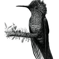 Mi Proyecto del curso: Ilustración naturalista con scratchboard
