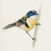 Siete Colores / Many-colored Rush Tyrant. Mi Proyecto del curso: Ilustración naturalista de aves con acuarela