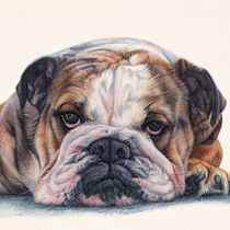 Bouledogue allongé en aquarelle réaliste
