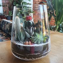 Mi Proyecto del curso: Arte vegetal: crea tu propio terrario abierto