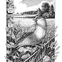 My project in Dip Pen and Ink Illustration: Capturing The Natural World course