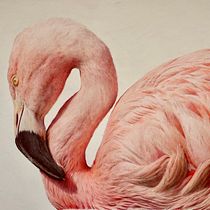 Flamenco chileno. Ilustración naturalista de aves con acuarela