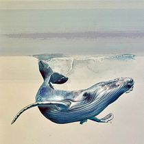 Ballenas jorobadas. Técnicas de ilustración naturalista: ballenas en acuarela