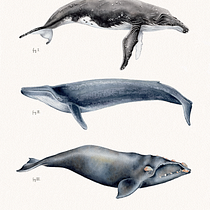 Estudios de ballenas en acuarela