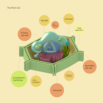 My project in Introduction to Illustrated Infographics course