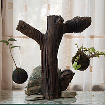 My project for course: Kokedamas: Create Natural Moss Pots 