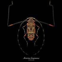 Acrocinus longimanus ilustración naturalista