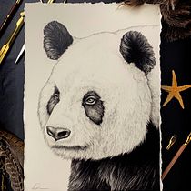 Giant Panda Portrait in Graphite