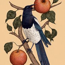 Magpie Perched Among Apples, Digital Painting