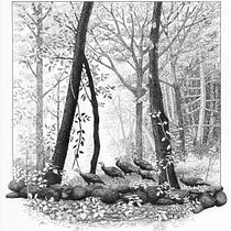 My project for course: Dip Pen and Ink Illustration: Capturing The Natural World