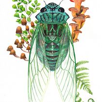 My project for course: Botanical Watercolor Painting of the Natural World