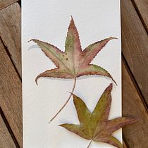 Mi proyecto del curso: Dibujo botánico realista en acuarela