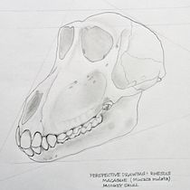 Rhesus Macaque Monkey Skull: 3-Point Perspective Illustration