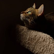 Mi proyecto del curso: Fotografía para principiantes: descubre tu cámara digital