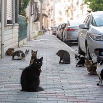 The cats are everywhere