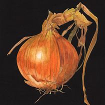 Mi proyecto del curso: Acuarela botánica: ilustra el arte y la ciencia