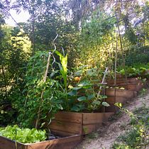 Terraced Vegetable Beds