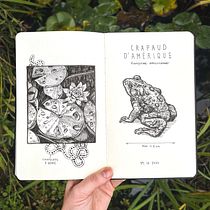 American Toad Pen-and-Ink Study
