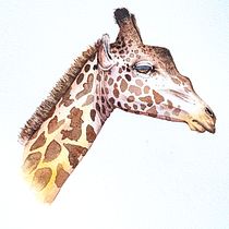 Resting Giraffe Watercolor Portrait