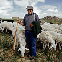 A life among sheep