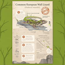 Common Wall Lizard Infographic