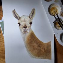 Guanaco Patagonico