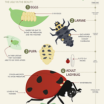 Mi proyecto del curso: Storytelling visual a través de la infografía