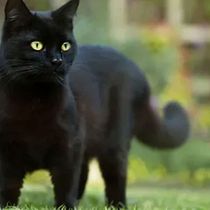 El gato y las pozas de agua