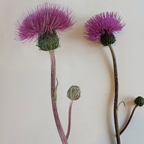 My project for course: Botanical Watercolor Illustration: Cross-hatching Technique